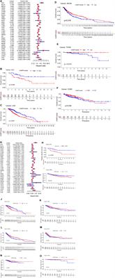 A Systematic Pan-Cancer Analysis of CASP3 as a Potential Target for Immunotherapy